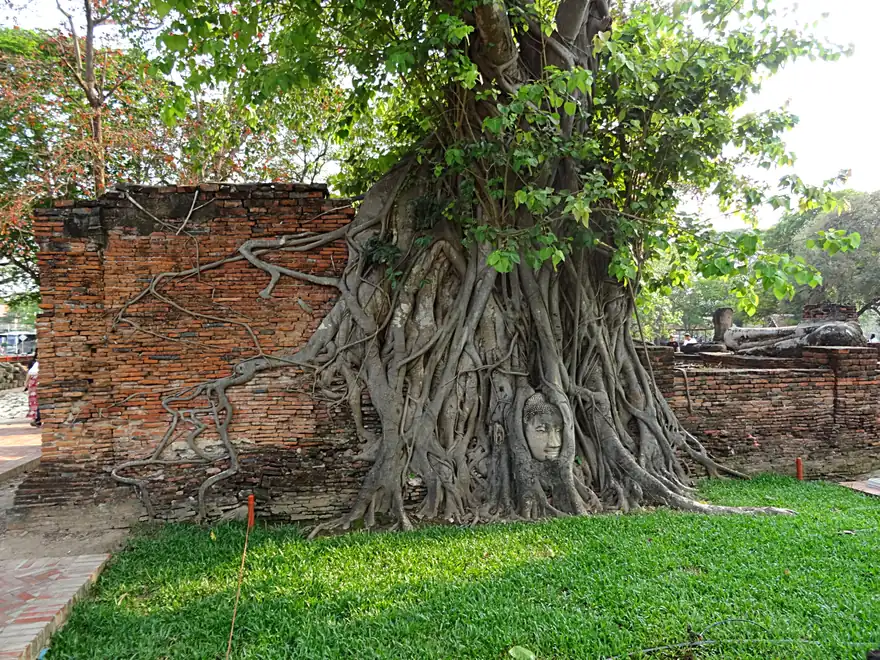 Bodhi tree roots spread along a red-brick wall at Wat Mahathat, enclosing a sandstone Buddha head, with grass in front