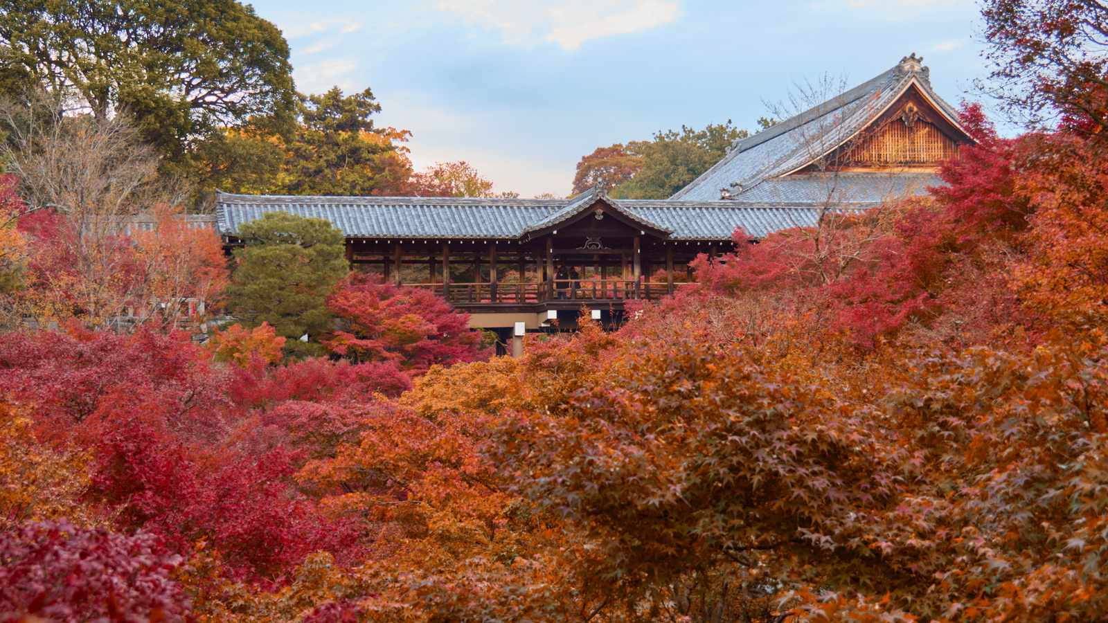 京都東福寺通天橋與本堂被滿山紅葉環繞