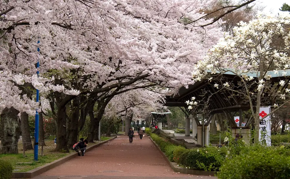 仙台榴岡公園，盛開的櫻花樹枝伸到步道上方