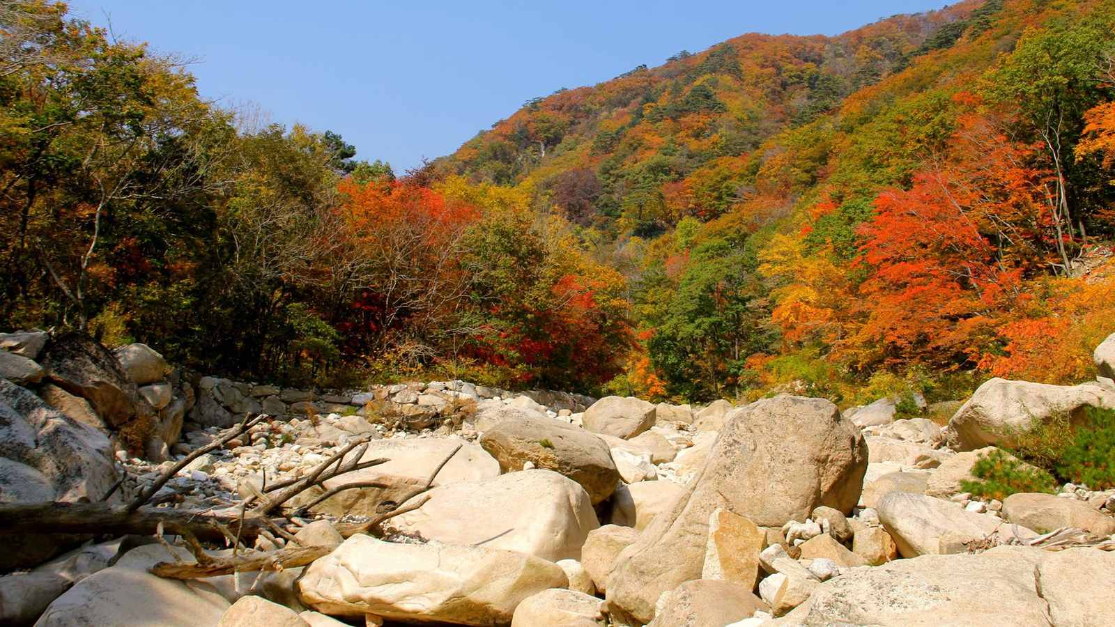 雪嶽山溪谷兩側的山坡，楓樹轉成紅、橘、黃色，谷底是大片白色岩石，天空晴朗