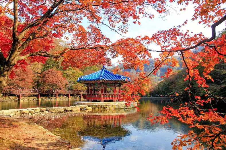 內藏山水池中央的藍色屋頂涼亭，四周的楓樹已經轉成橘紅色