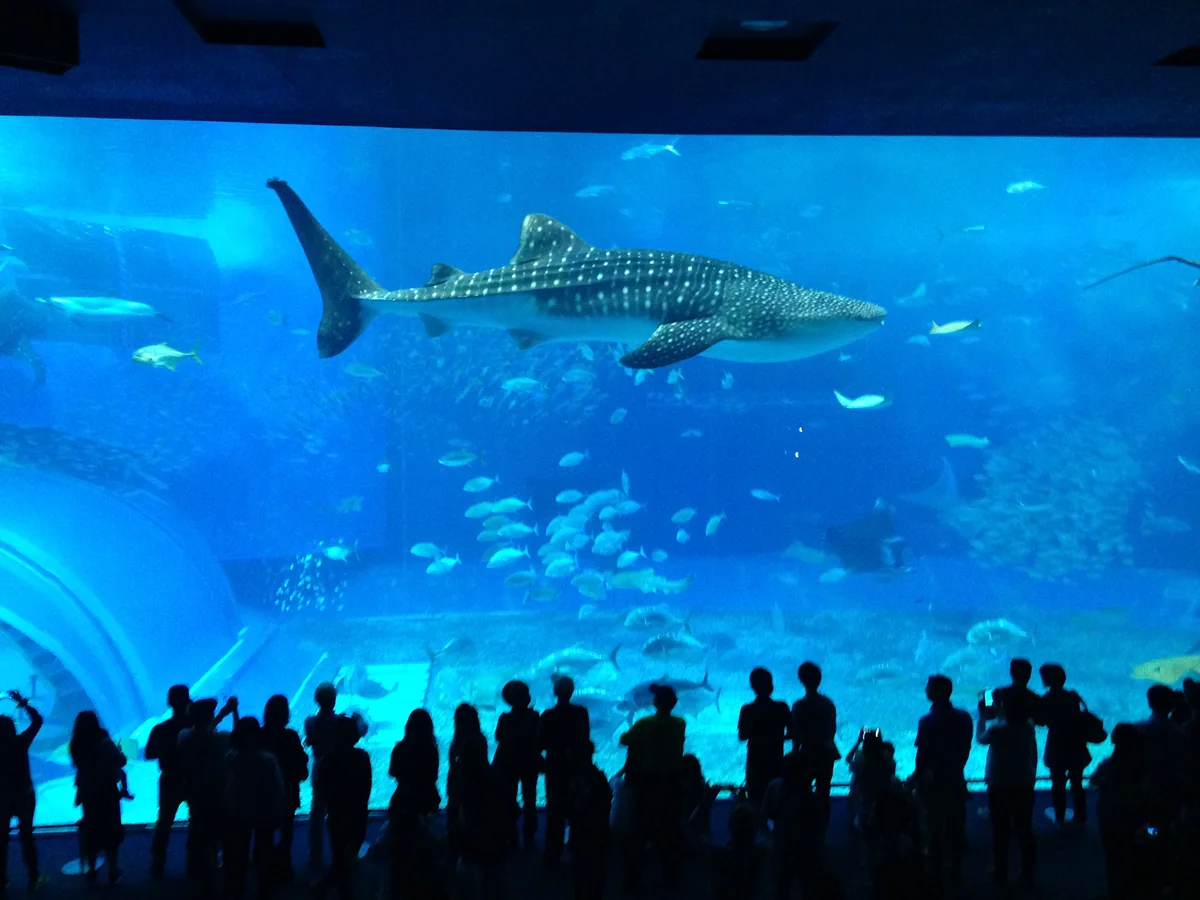 美麗海水族館黑潮之海大水槽前的觀眾，水中有鯨鯊與魟魚游過