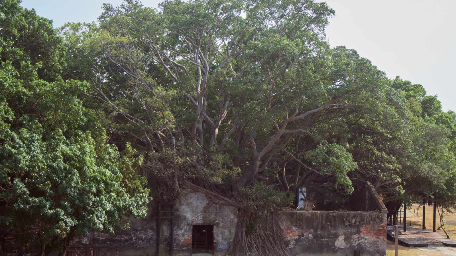 Banyan roots spreading over the old brick wall at Anping Old Fort in Tainan